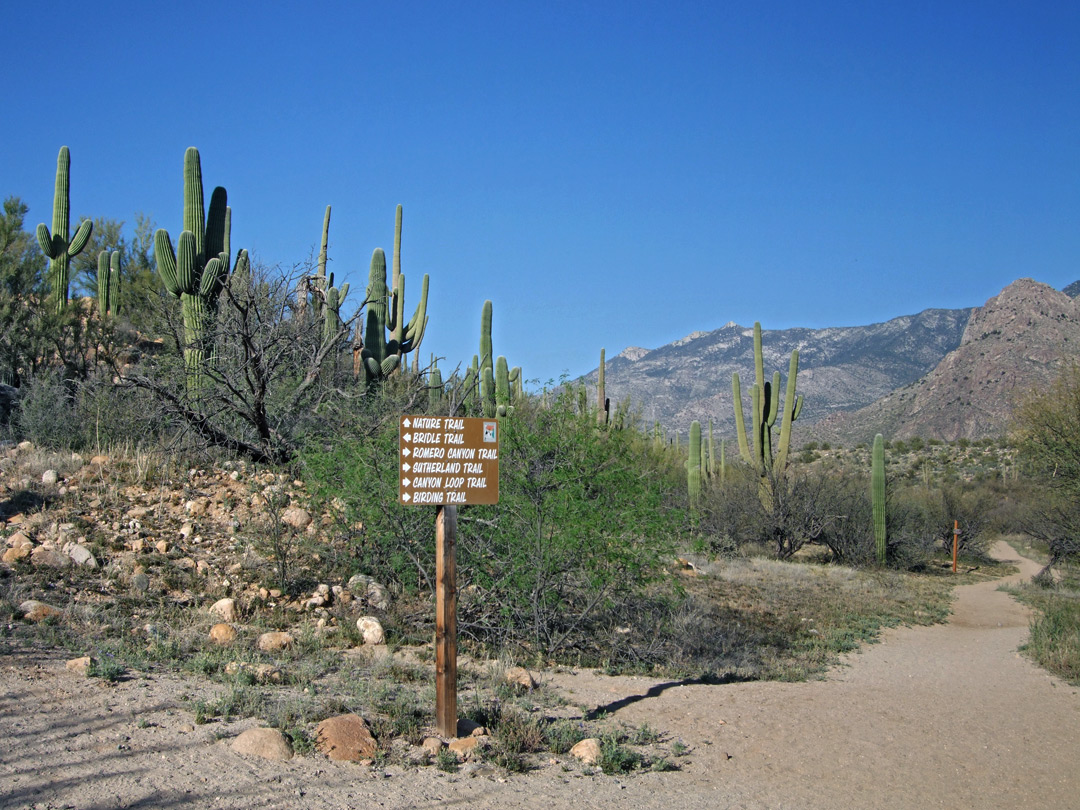 Trail junction