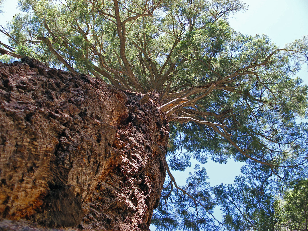 Tree trunk