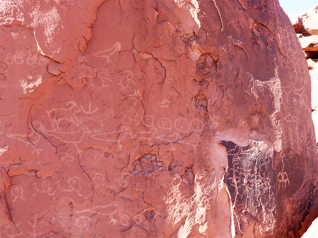 Corn and bird petroglyphs