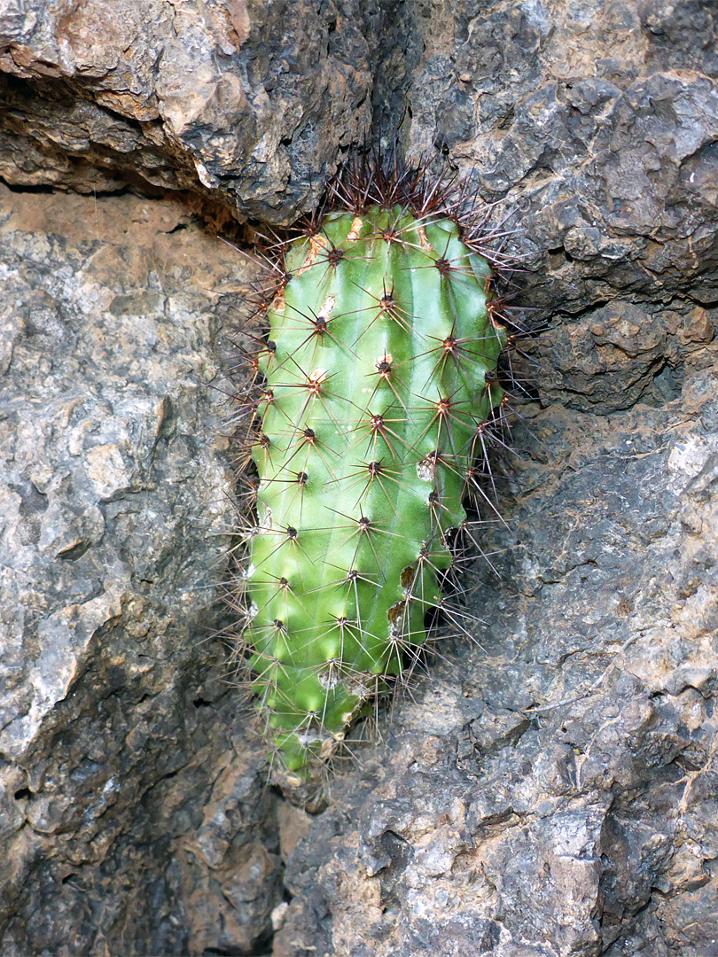 Baby cactus