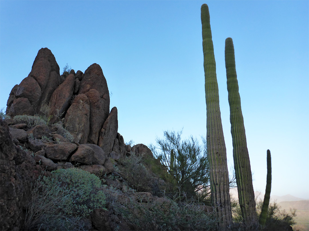 Two saguaro 