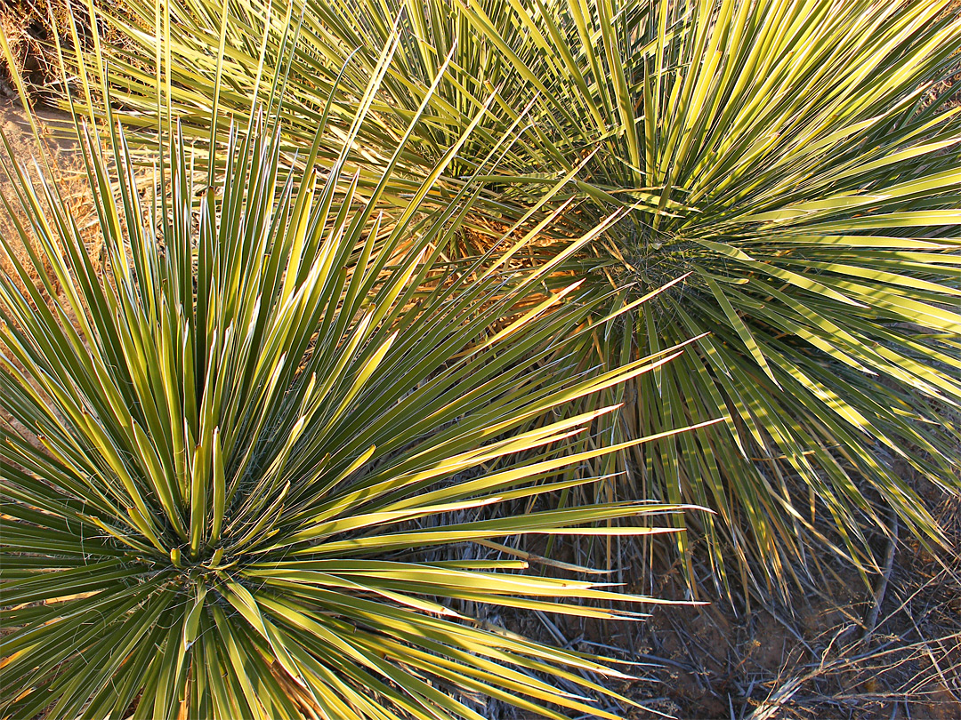 Yucca