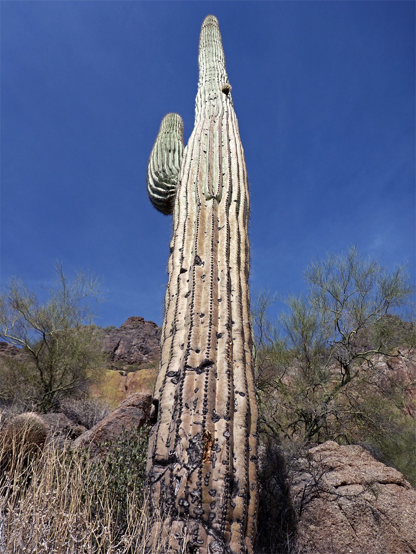 Tall saguaro