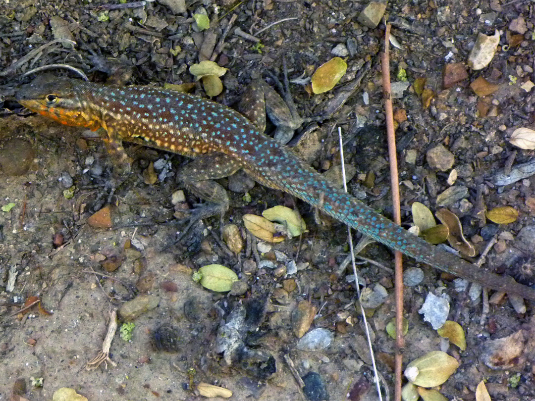 Side blotched lizard