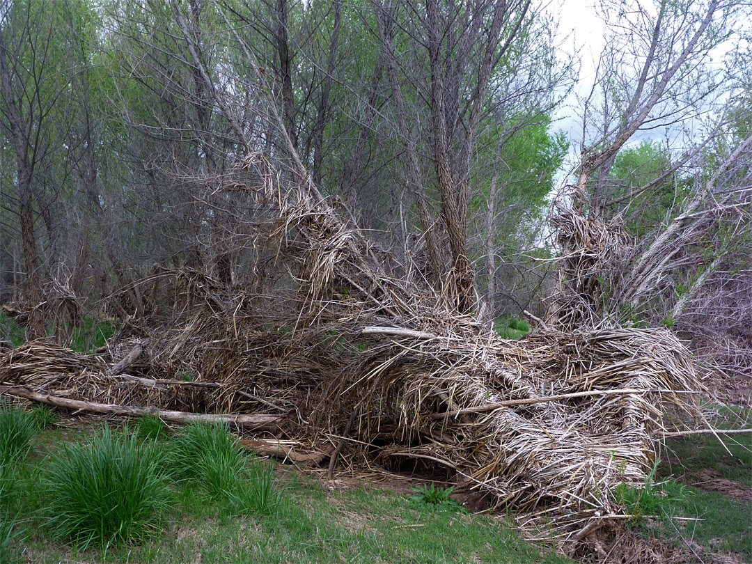 Flood debris