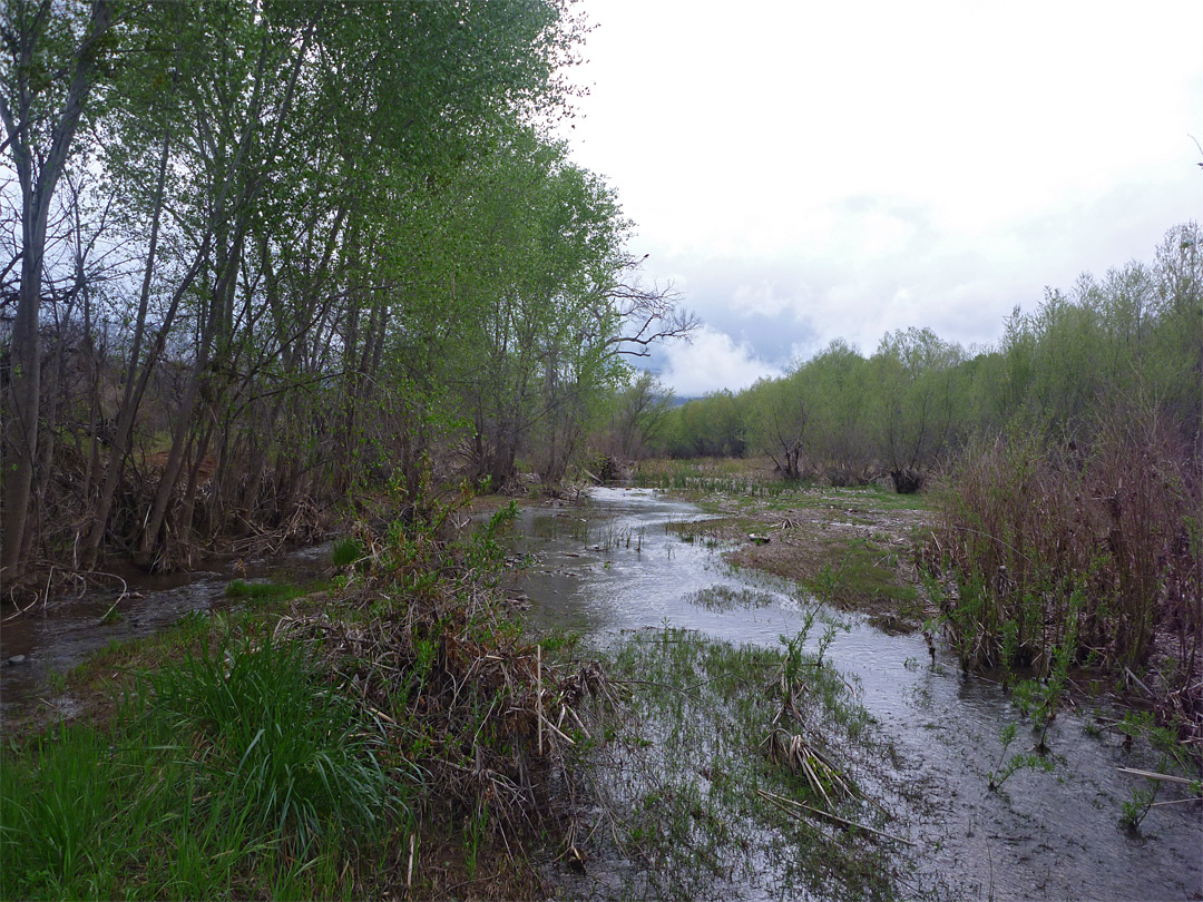 Riparian environment