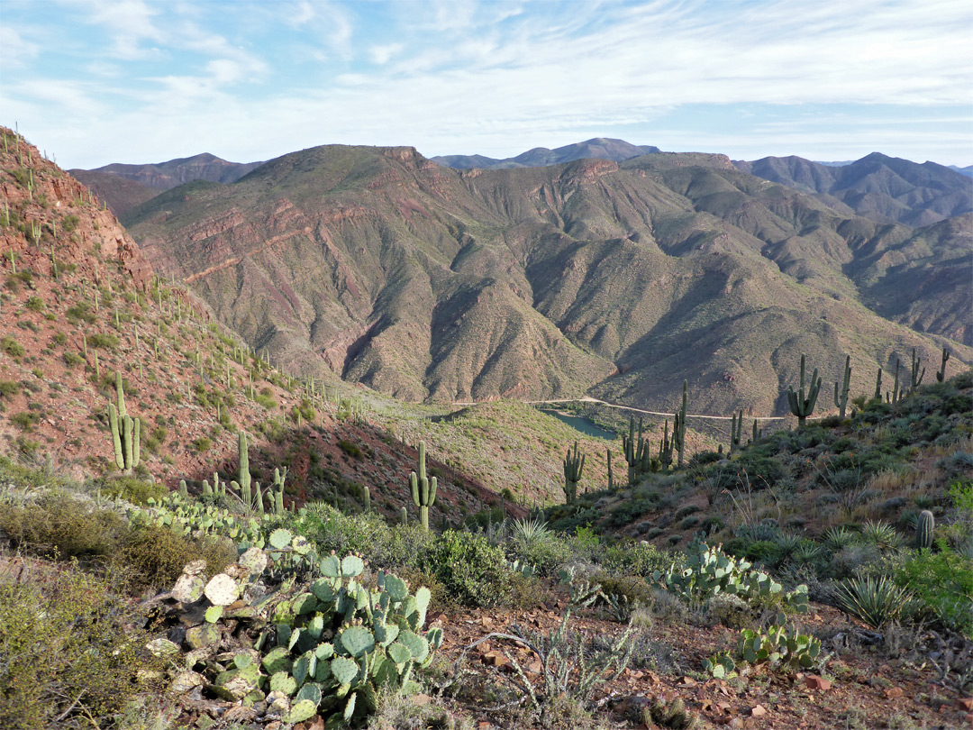 Clump of opuntia