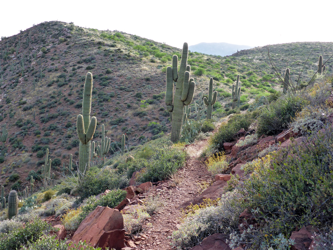 The trail, approaching a ridge