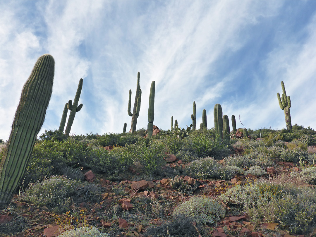 Saguaros above the path