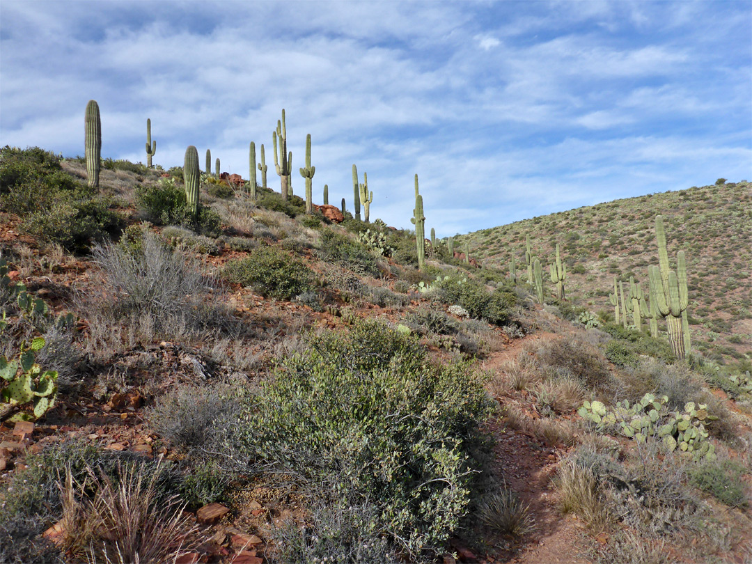 Cacti beside the path