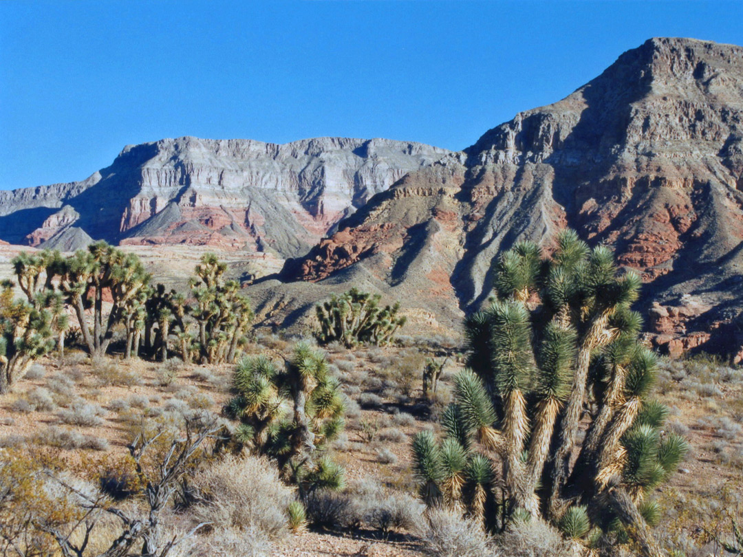 Virgin River Canyon Recreation Area