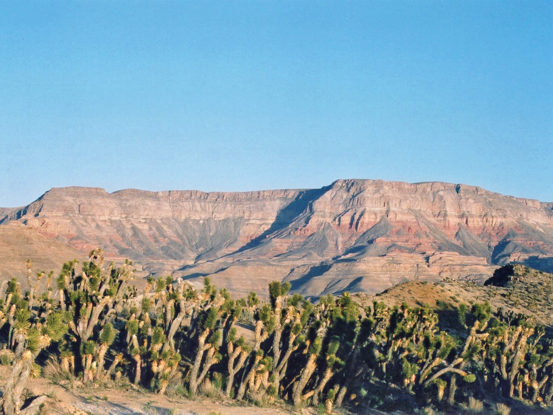 Joshua trees