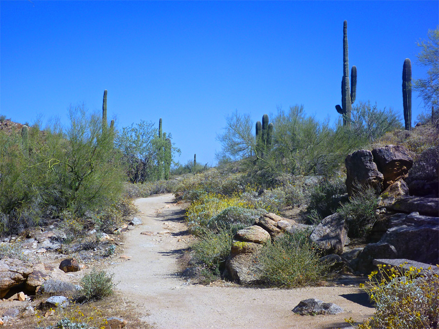 Waddell Trail