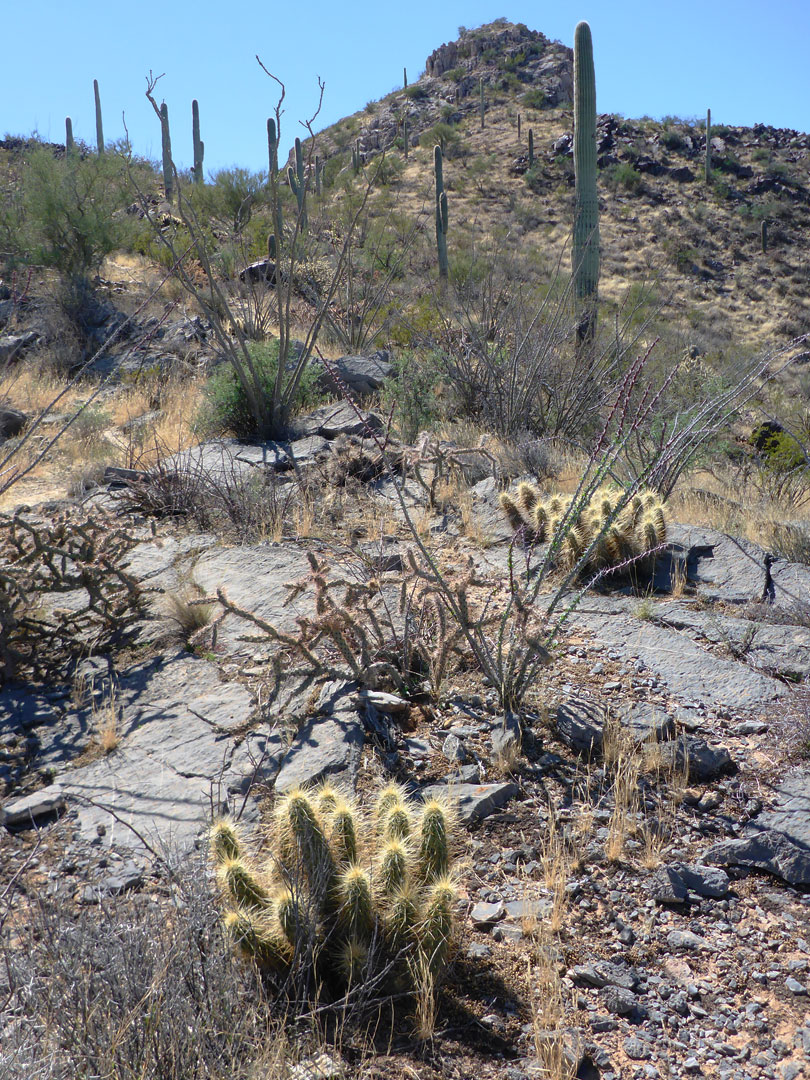 Cacti