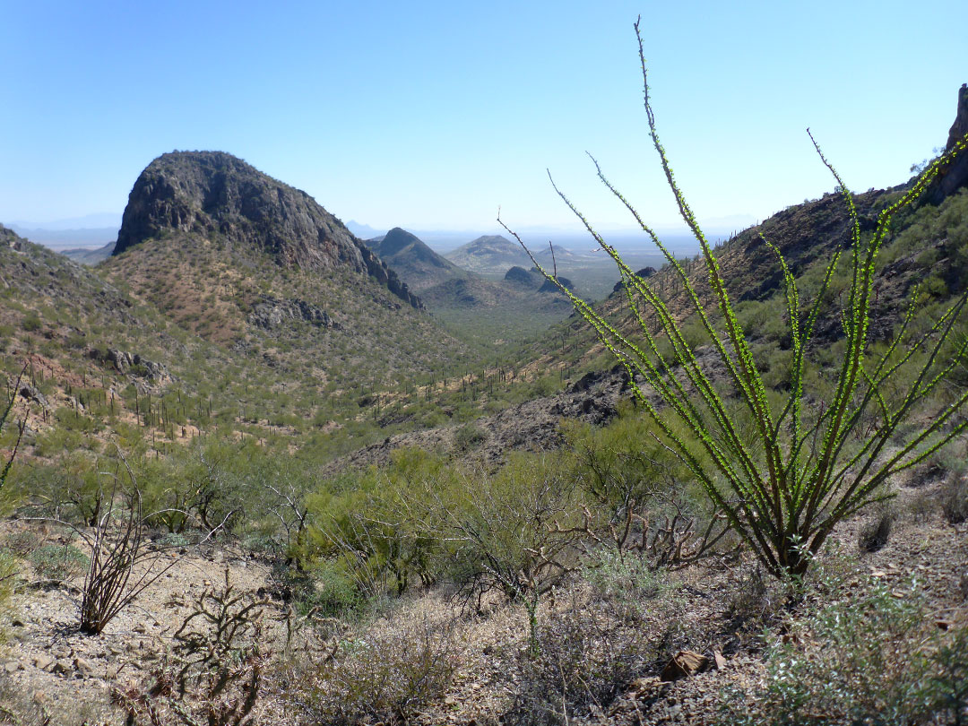 Ocotillo