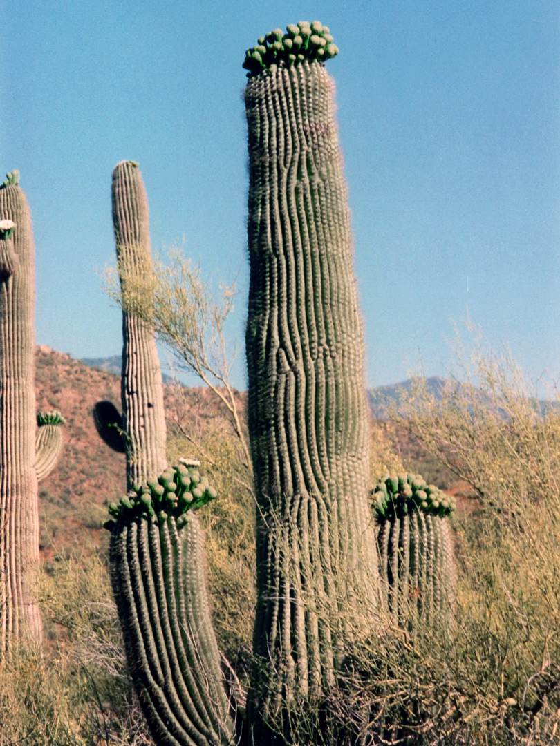 Wavy-ribbed saguaro