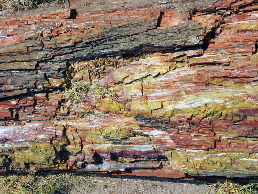 Weathered petrified wood