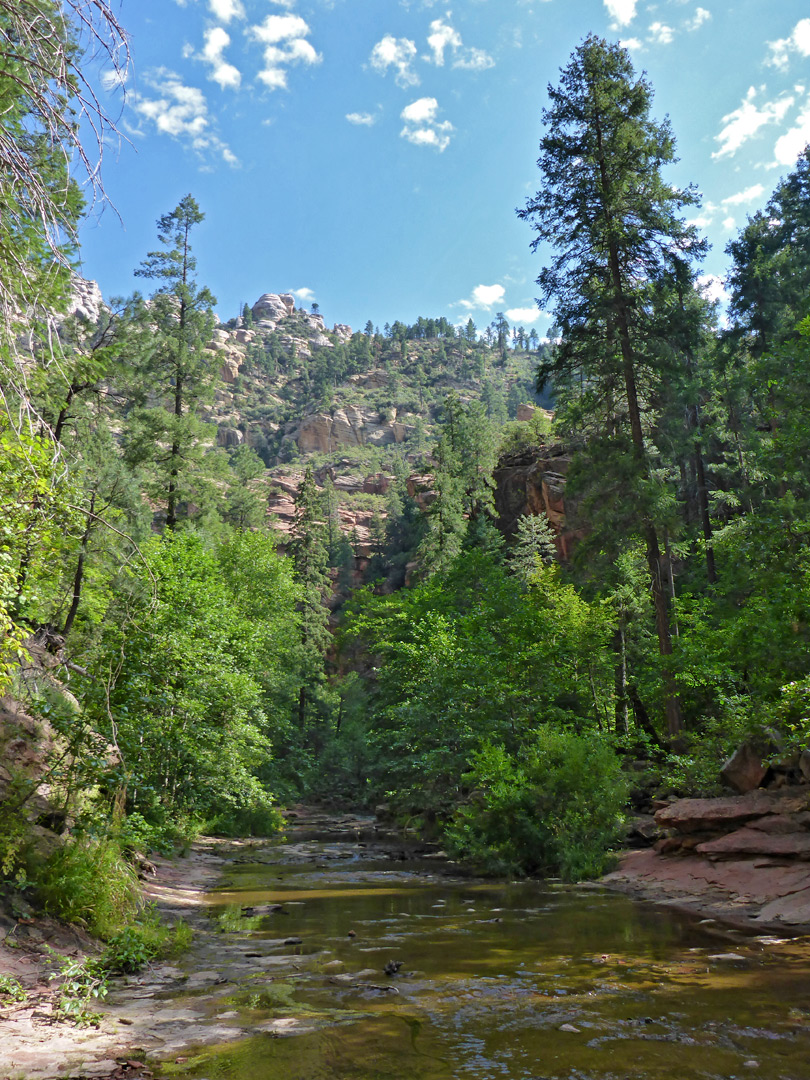 Trees beside the creek