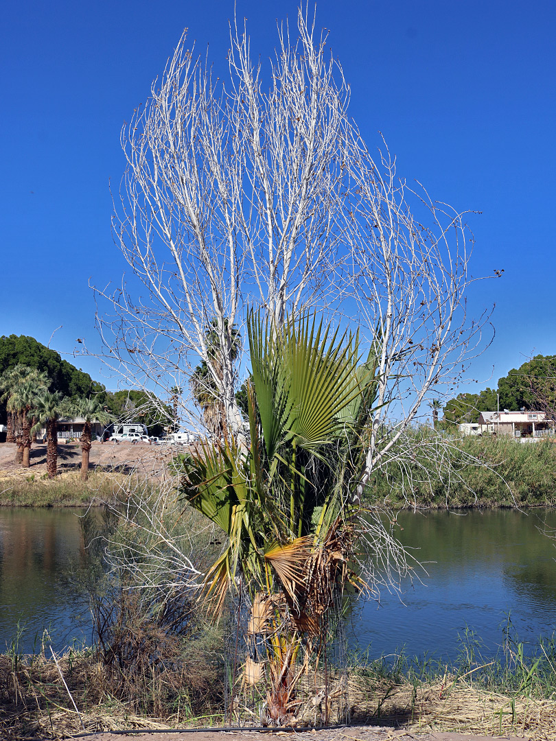 Palm and tree