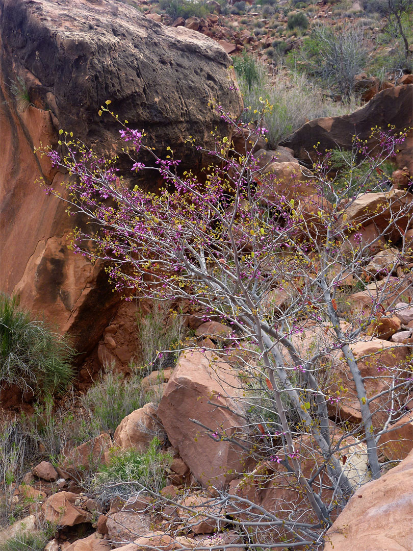 Western redbud