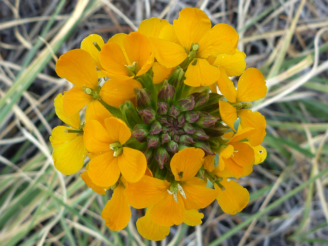 Western wallflower