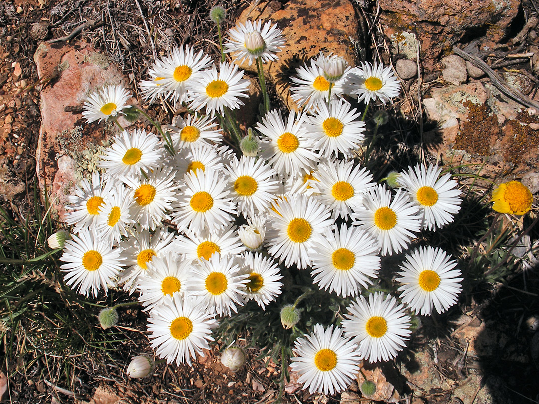 Many flowers