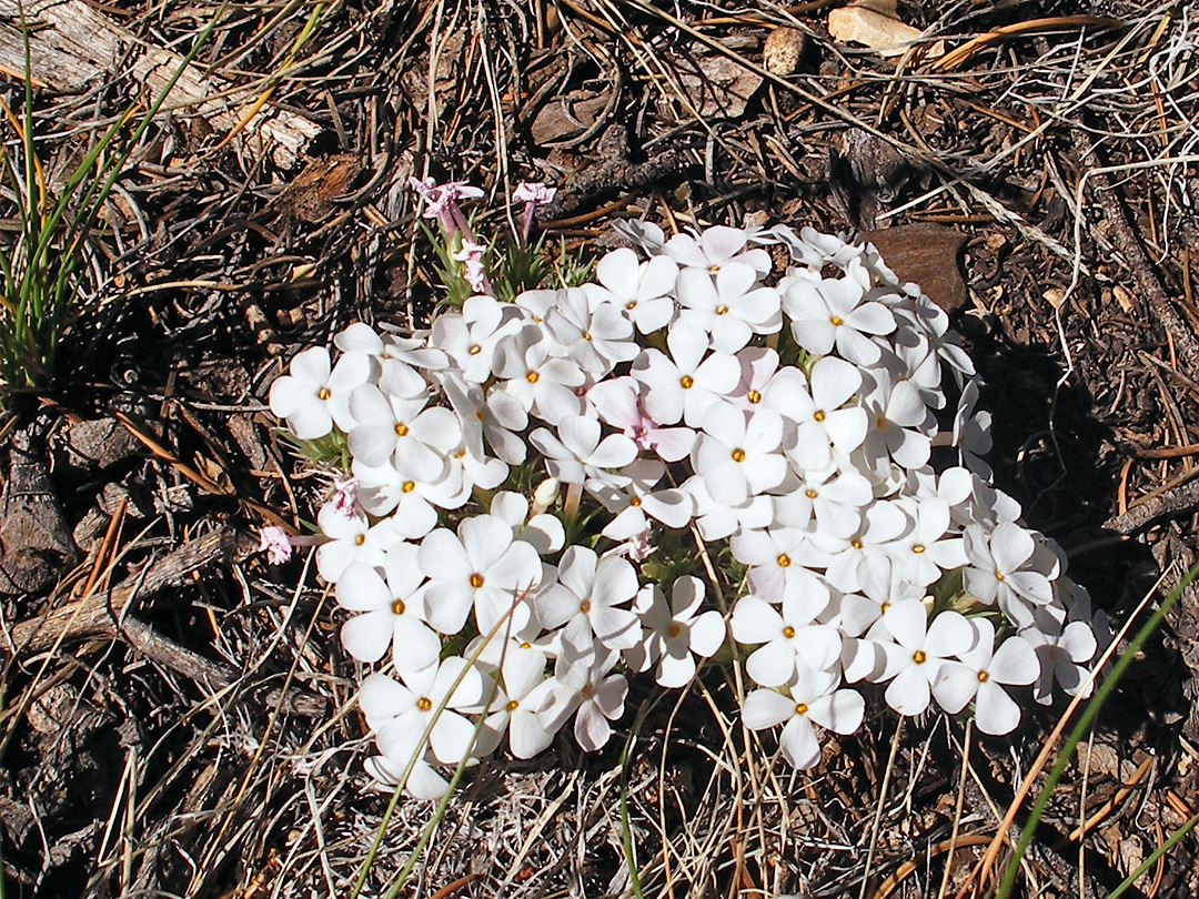 White flowers