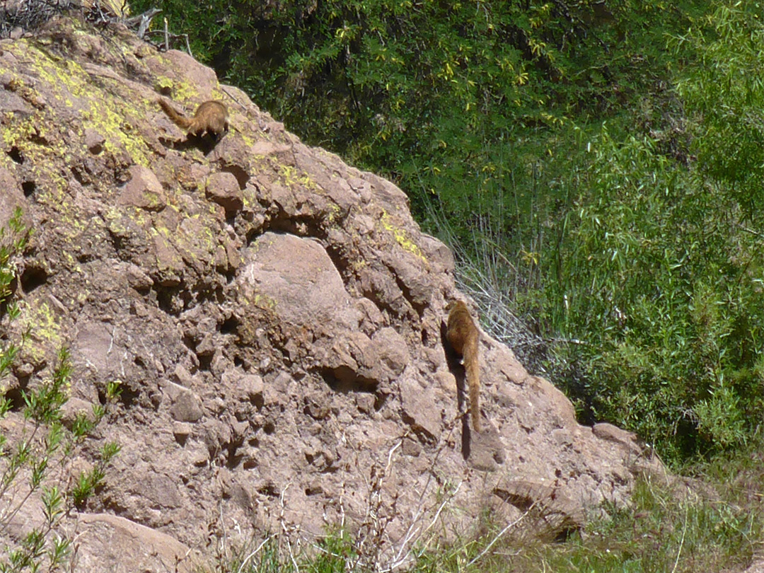 White-nosed coati