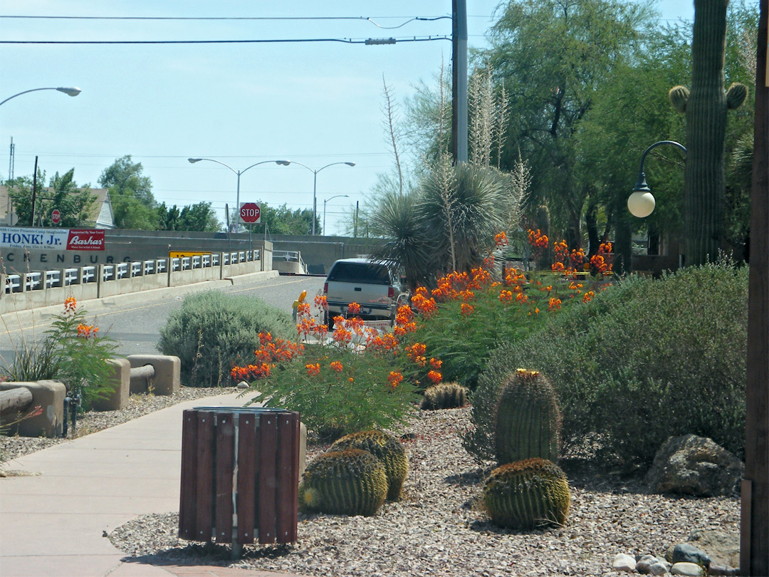 Cacti and flowers