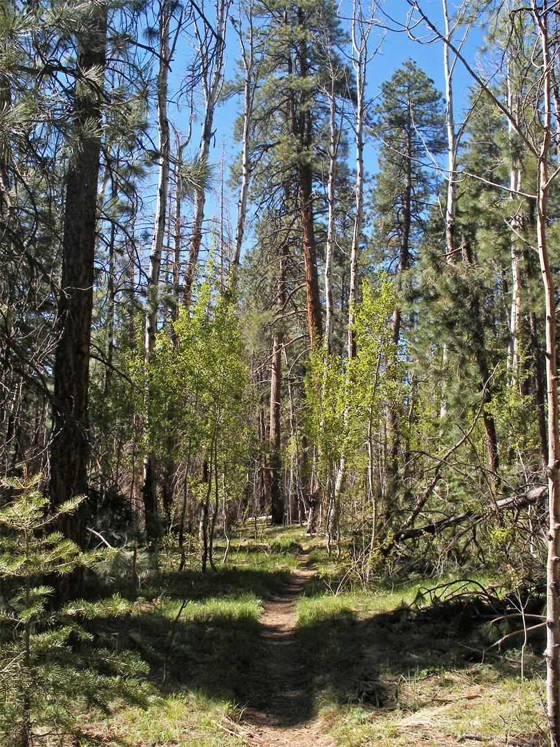 Path through the forest