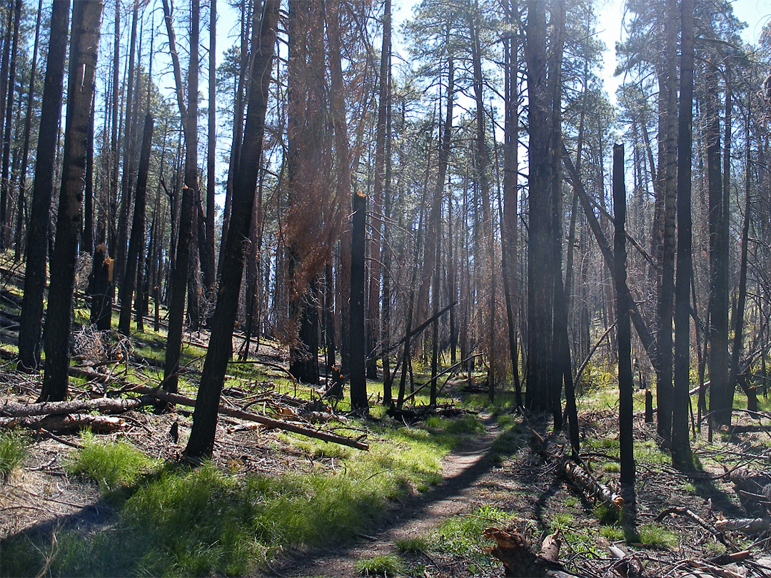 Trees and shadows