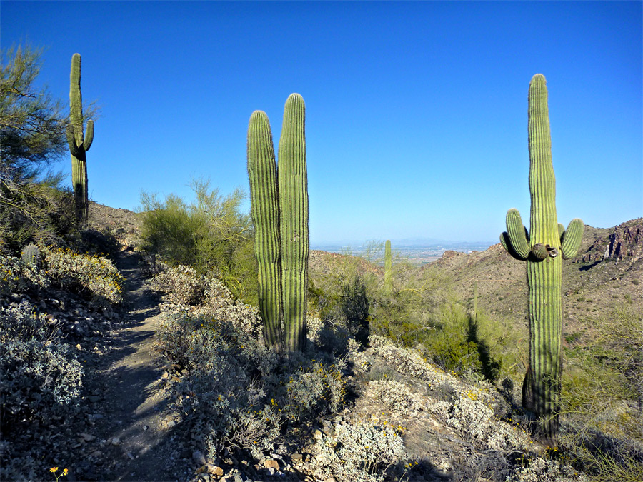 Tall saguaro