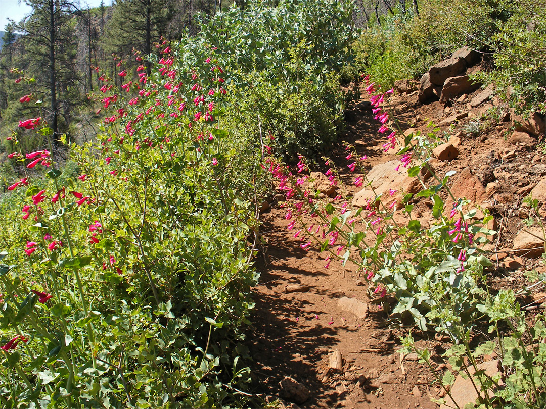 Flowers beside a path