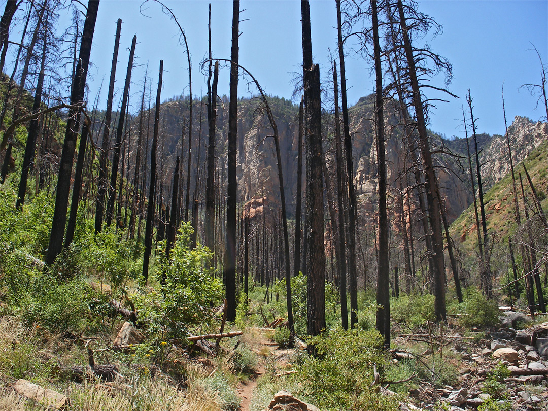 Burnt trees