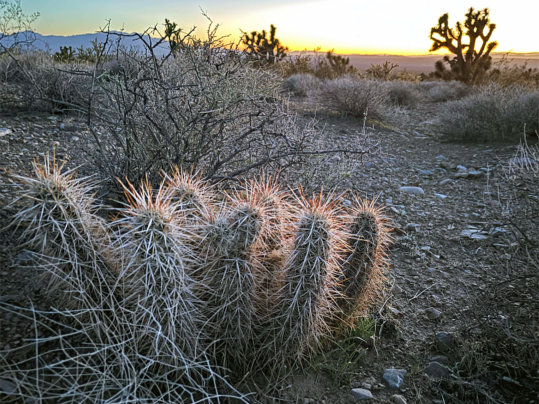 Hedgehog cacti
