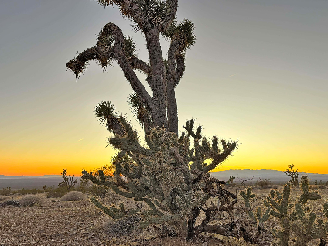 Cholla and Joshua tree