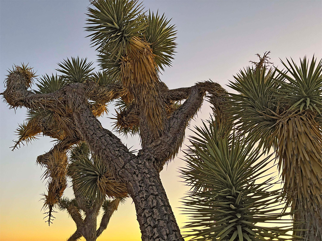 Joshua tree branches