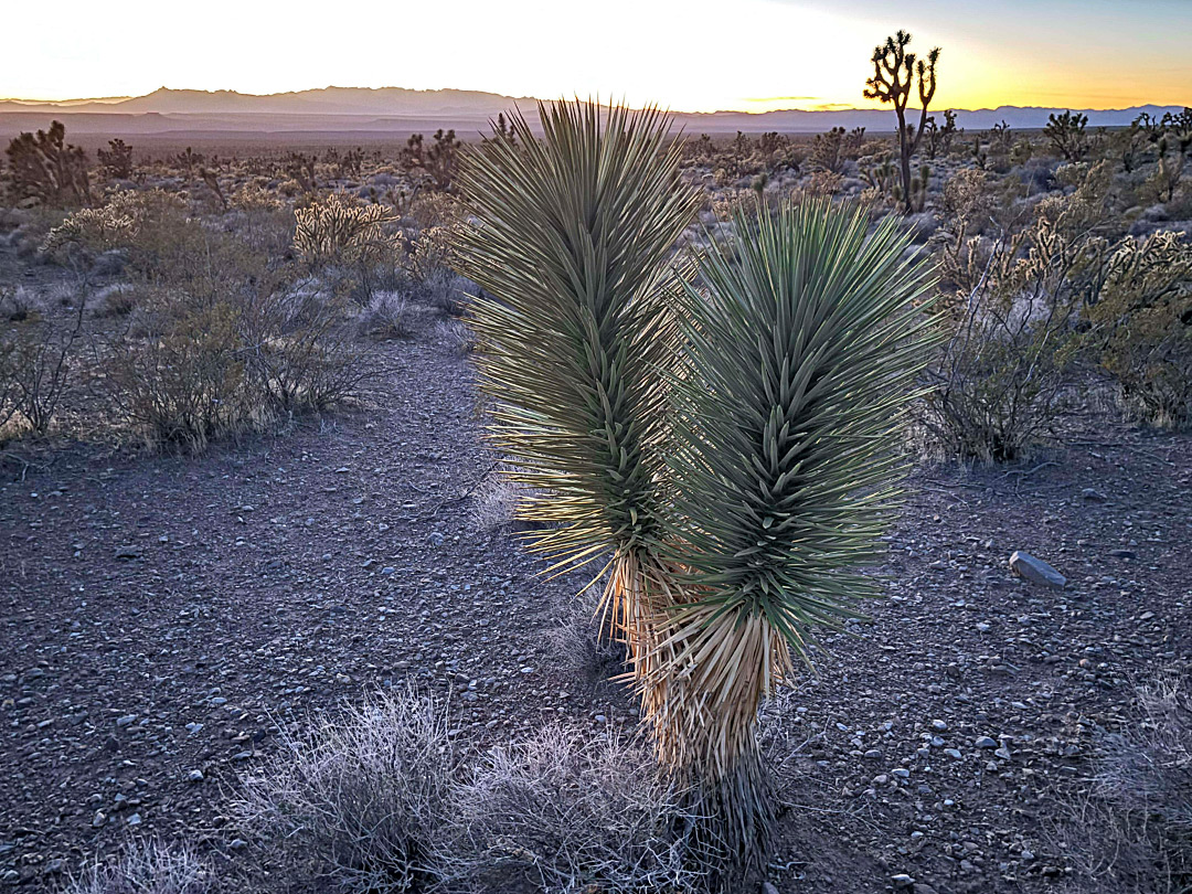 Young Joshua tree