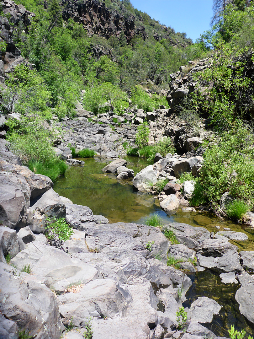 Bushes and rocks