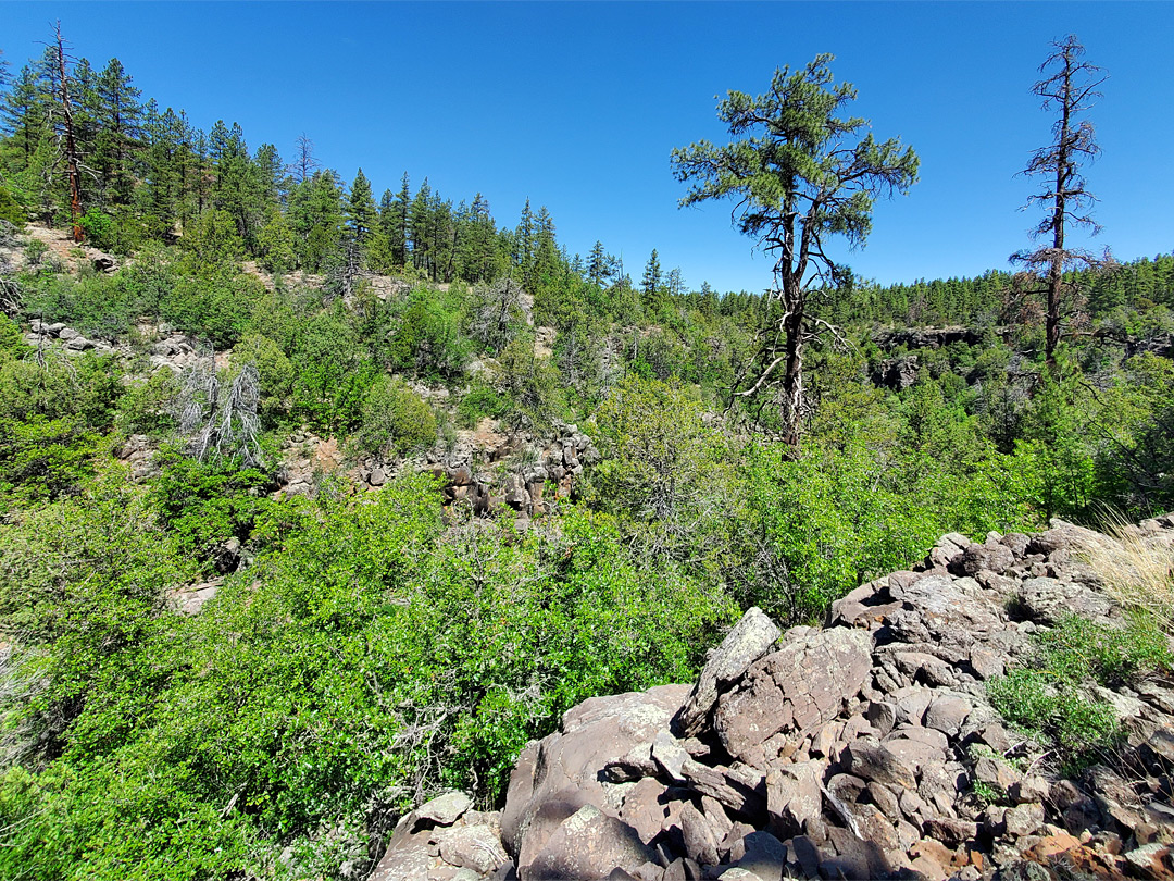 Pine forest