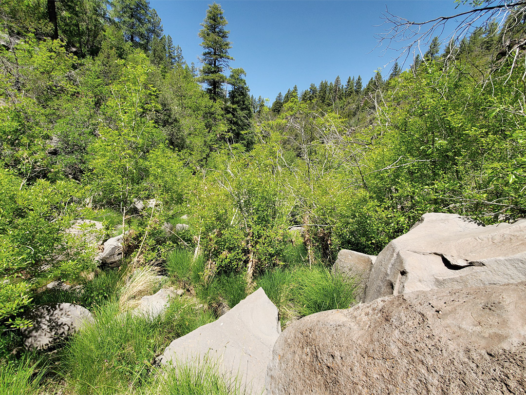 Overgrown canyon