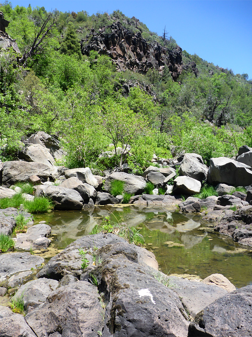 Much vegetation