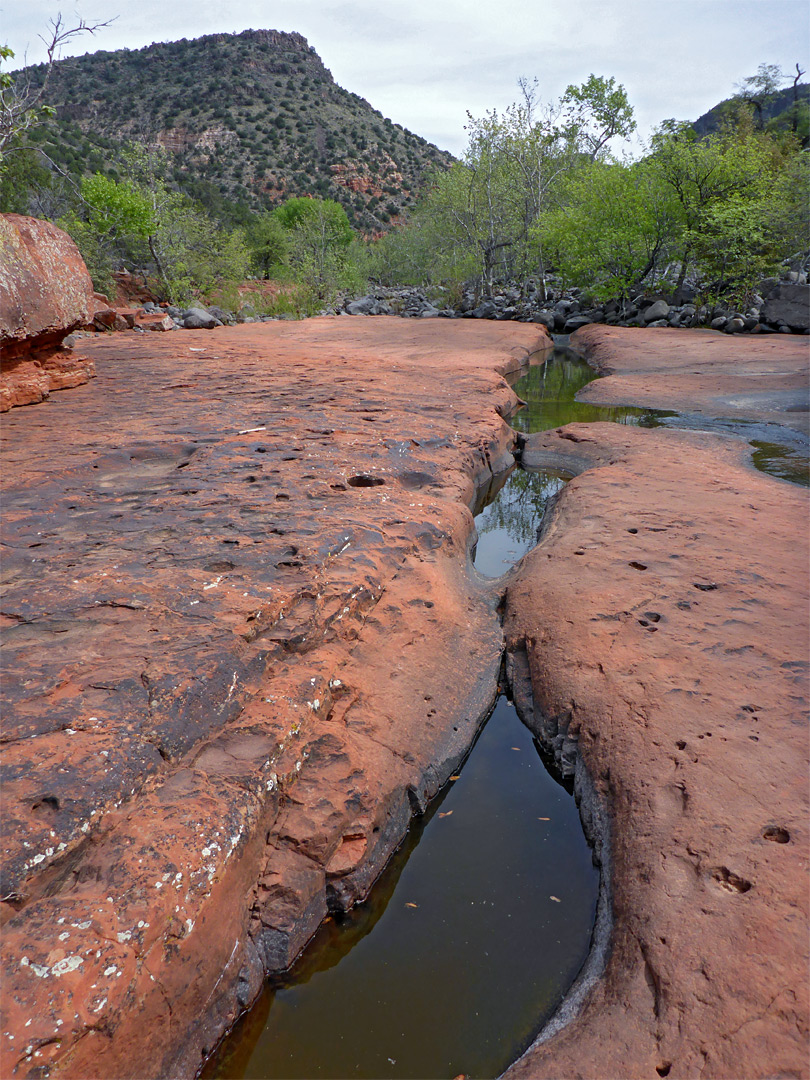 Branch of the stream