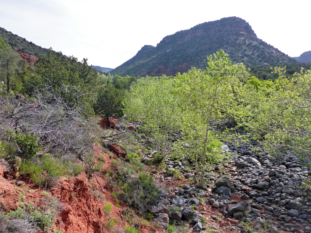 Bushes and boulders