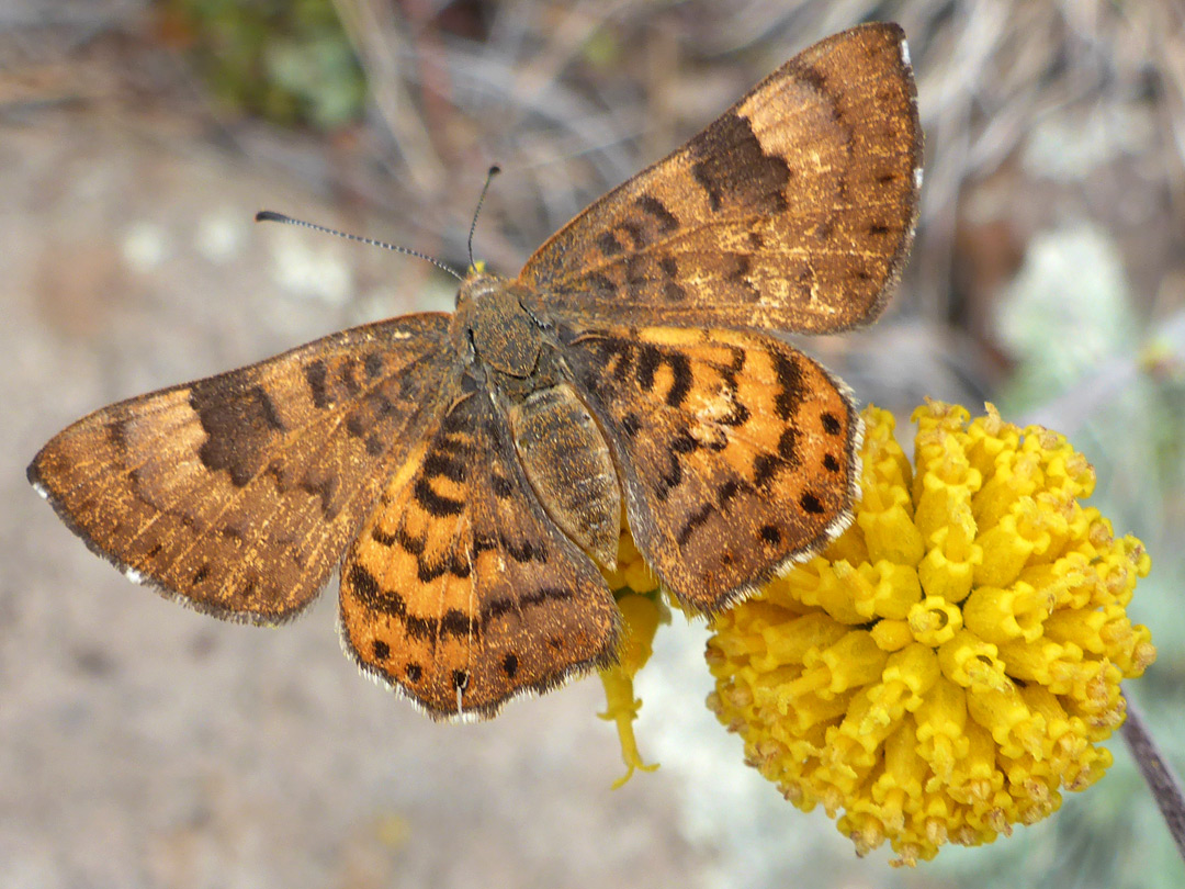 Zela metalmark