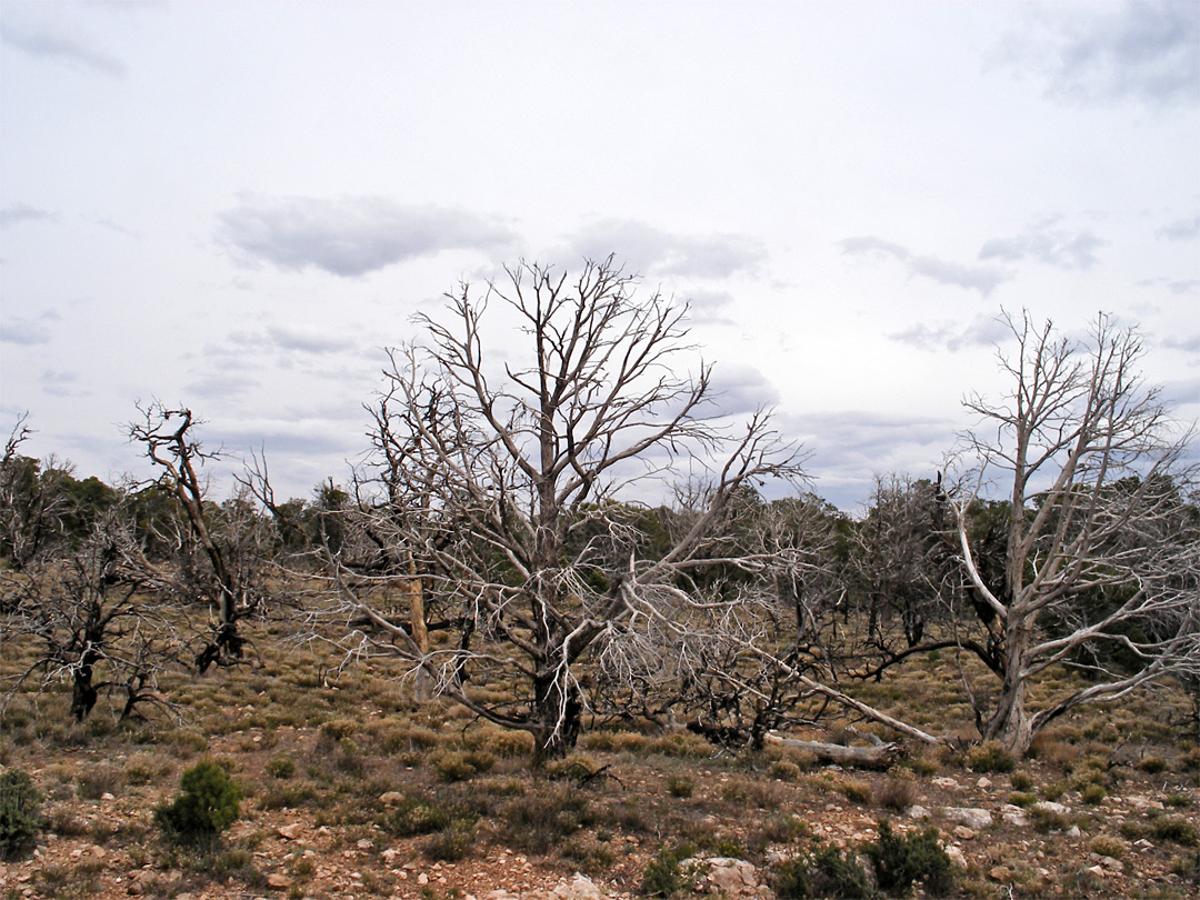 Burnt trees