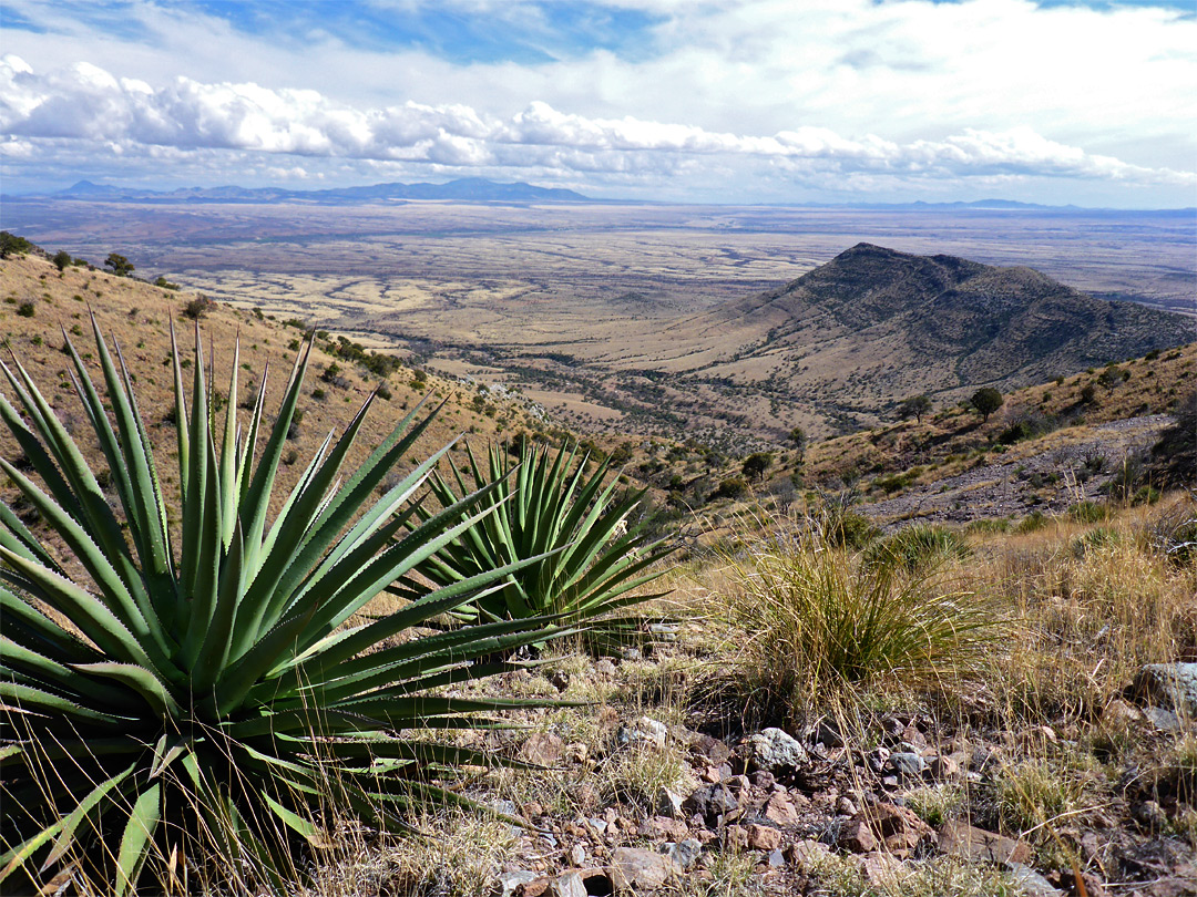 Agave