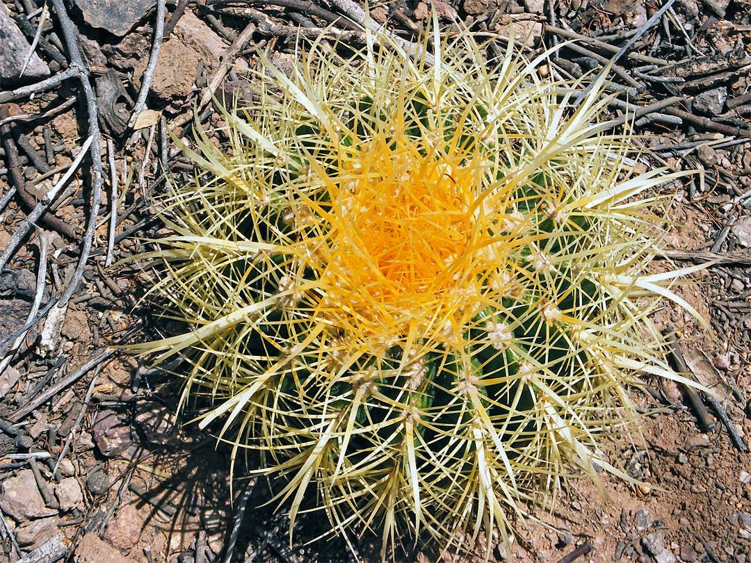 Yellow spines