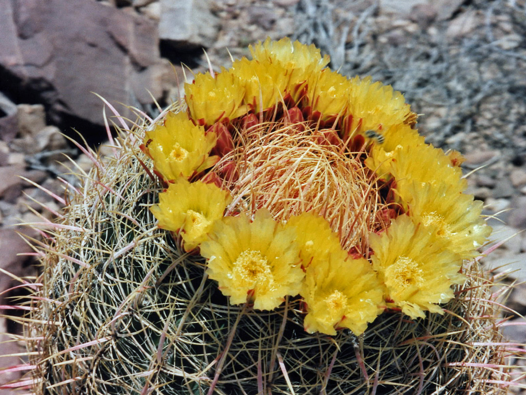 Yellow cactus flowers