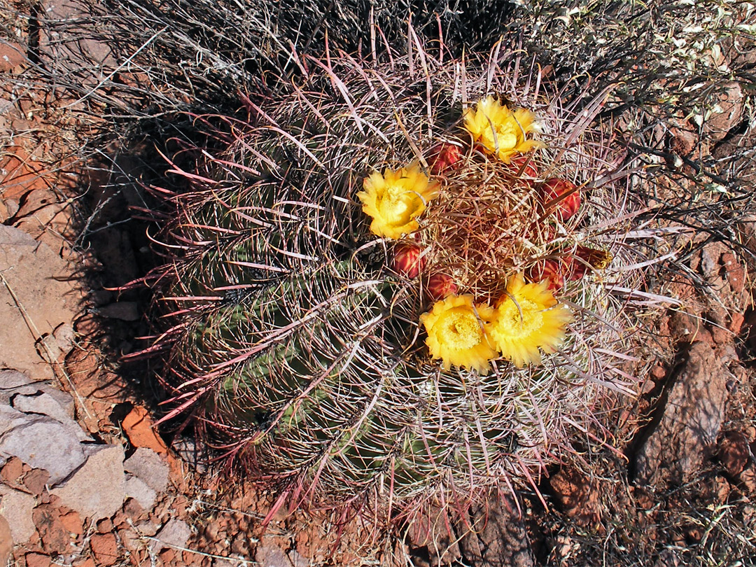 California barrel cactus